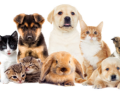 pets